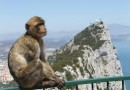 Gibraltar ape